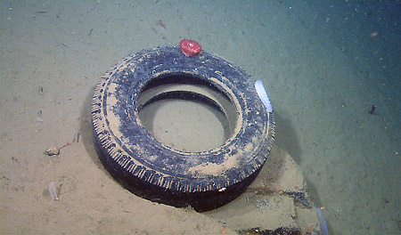 Ce pneu usé&nbsp;a été trouvé par 868 m de fond dans la baie de Monterey, au large de la Californie, où il sert désormais de support pour des organismes qui ne devraient pas vivre là. © Mbari, 2009