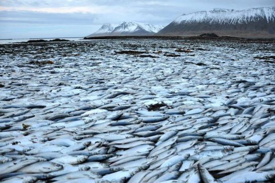 Dans le fjord Kolgrafafjörður, en Islande, des millions de harengs ont été retrouvés asphyxiés. Un barrage, construit à l'entrée du fjord, a modifié la circulation océanique. Il n'y a plus assez d'échanges entre l'océan large et l'eau du fjord, ce qui rend le milieu anoxique. © Ljósmynd, Róbert Arnar Stefánsson