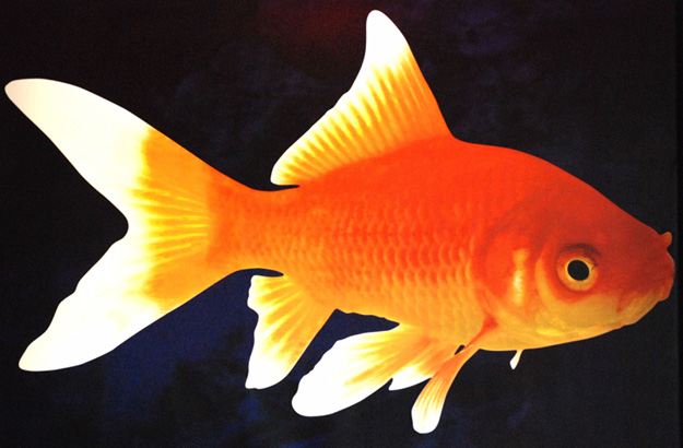 Cette année, Futura-Sciences publiait quatre poissons d'avril. © DR