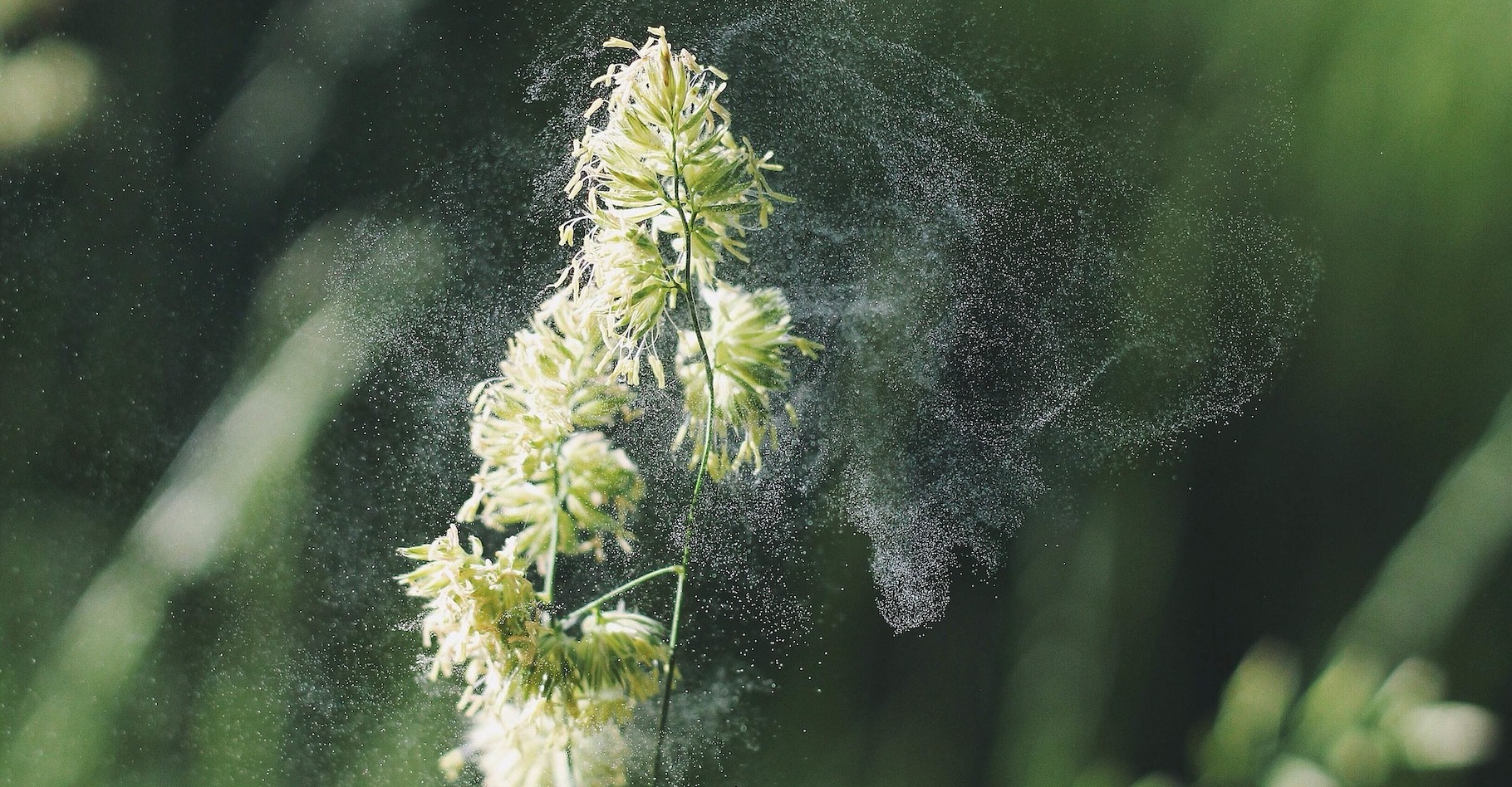 Le pollen qui rend difficiles les vies de nombreux allergiques pourraient bien servir à l’avenir à extraire des substances toxiques des eaux polluées. © Free-Photos, Pixabay License