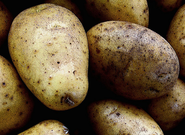 La pomme de terre génétiquement modifiée, comme toutes les autres cultures OGM, est interdite en France. &copy, Esteban Cavrico