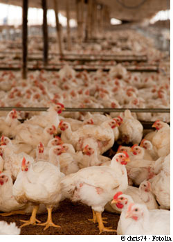 Les poulets se contaminent de leur vivant dans les élevages mais aussi post-mortem, à l'abattoir, au moment de l'éviscération par exemple... mais aussi dans le sac à provisions, dans le réfrigérateur ou au moment de la préparation. © Chris74/Fotloia