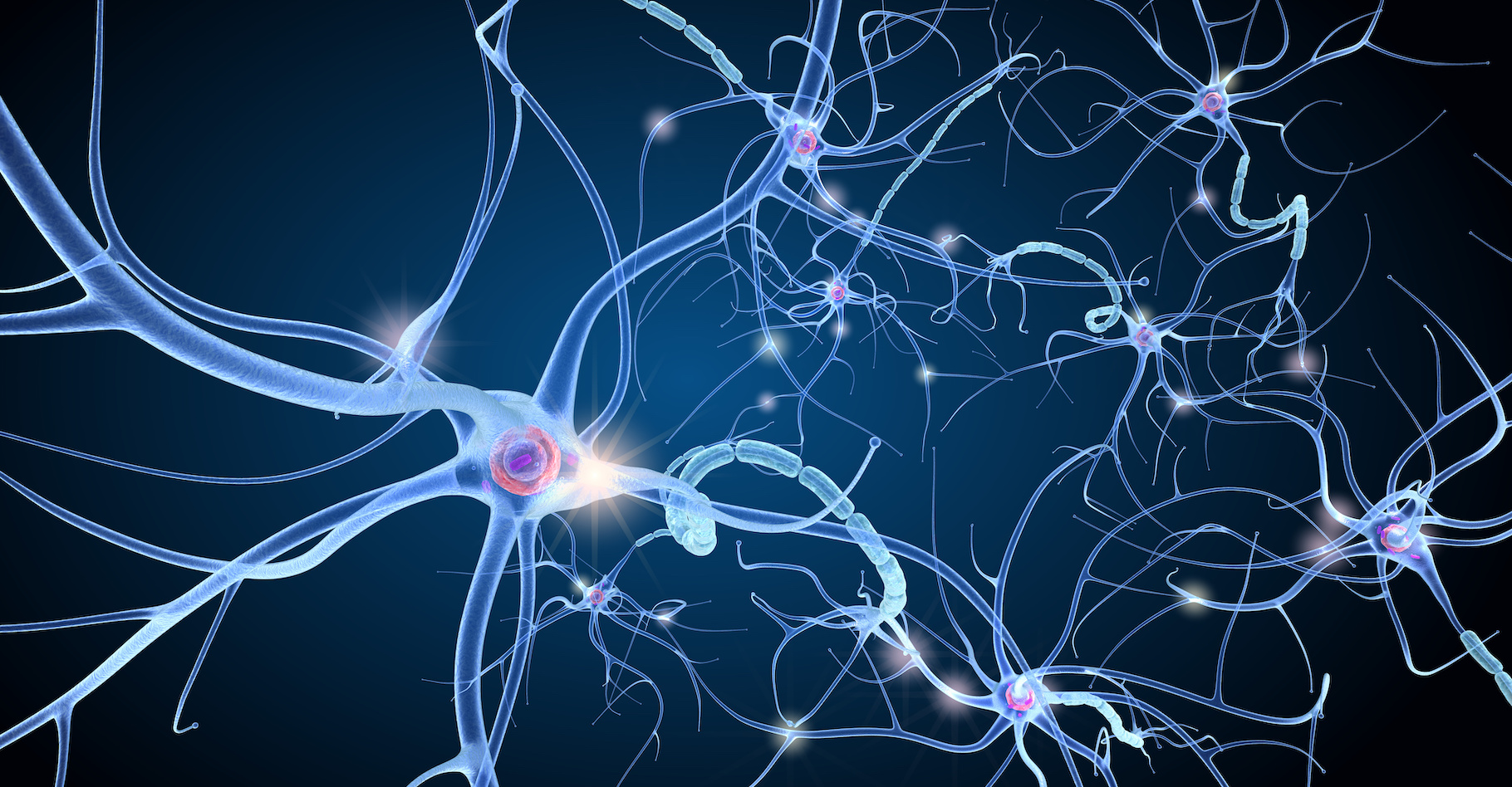 Les neurones sont autant de relais des messages nerveux qui circulent dans notre cerveau. Grâce à des neurones artificiels, comme ceux proposés par les chercheurs de l’université de Bath (Royaume-Uni), de toutes nouvelles perspectives thérapeutiques pourraient être envisagées. © Alexandr Mitiuc, Adobe Stock