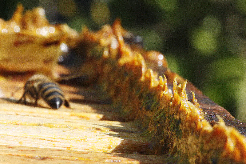La propolis, que l'on voit ici dans une ruche, sert de mortier pour les abeilles. Une colonie peut en produire quelques centaines de grammes chaque année. Si à l'avenir elle est utilisée pour traiter le cancer de la prostate, cela constituera une véritable aubaine pour les apiculteurs.&nbsp;© Abalg, Wikipédia, DP