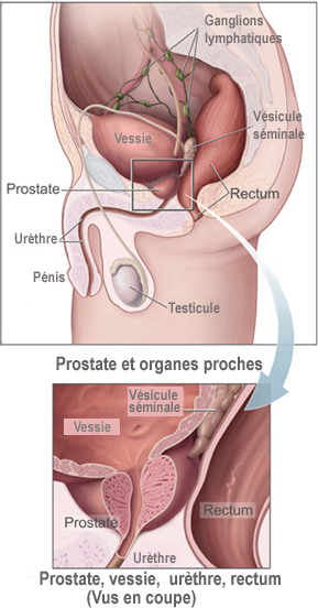 Schéma indiquant la place de&nbsp;la prostate dans l'appareil génital masculin. Son rôle consiste à sécréter le liquide séminal, composant indispensable du sperme.&nbsp;© National Cancer Institute, Wikipédia, DP