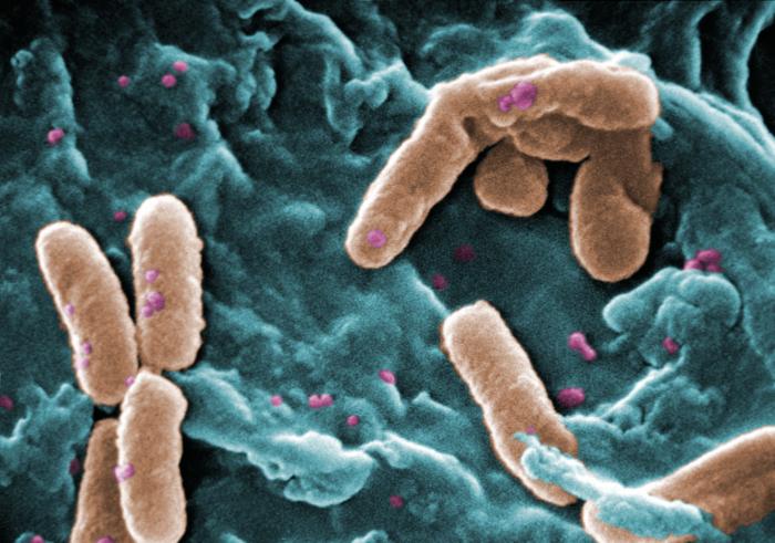 Les bactéries Pseudomonoas aeruginosa peuvent être traitée grâce à la biologie synthétique. &copy;  Janice Haney Carr/CDC, domaine public