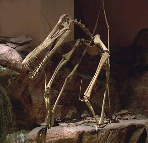 Squelette d'un Ptérosaure au North American Museum of Ancien Life. Crédit Zachary Tirrell