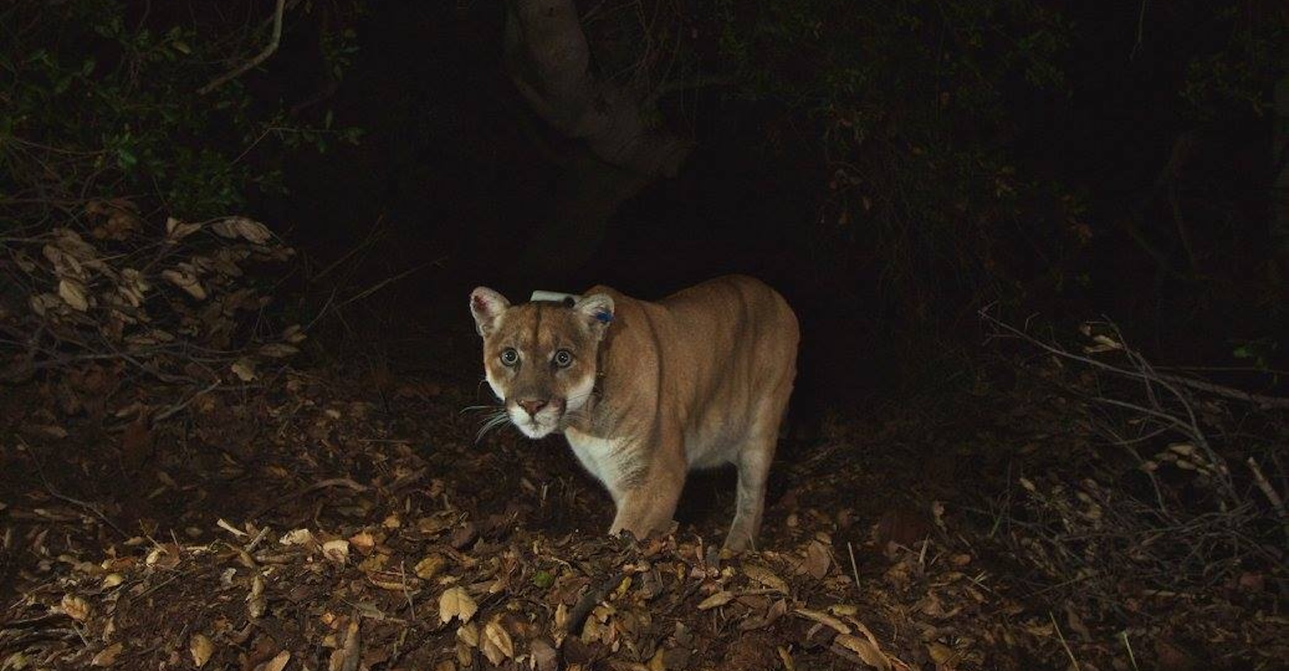 Des chercheurs de l’université de Californie (États-Unis) ont observé que certains pumas, ceux qui vivent dans les zones les plus peuplées de Los Angeles – comme celui-ci, dans le parc urbain de Griffith –, ont changé de rythme de vie pour s’adapter à la présence des humains sur leur territoire. © Santa Monica Mountains National Recreation Area