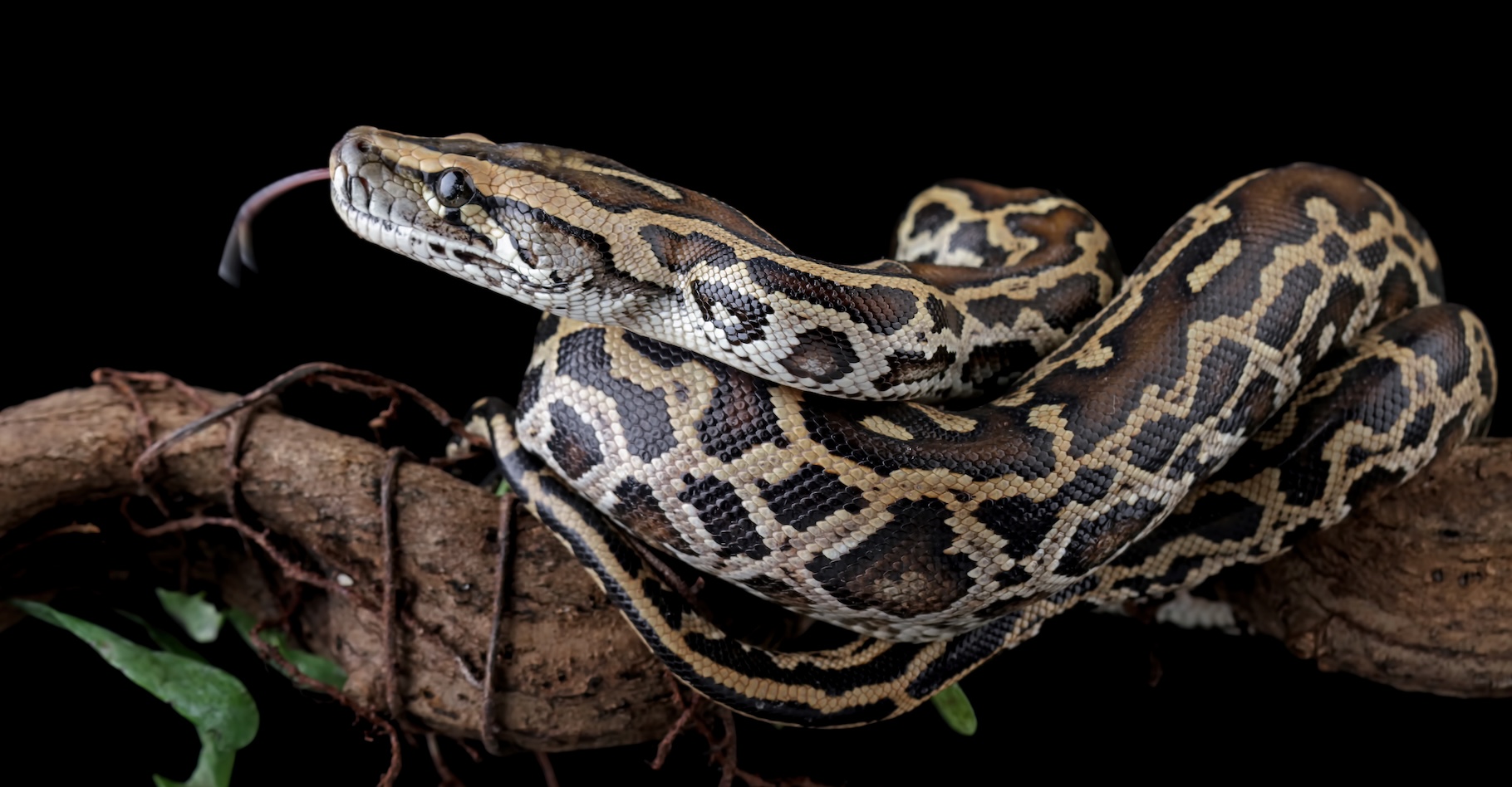 Des chercheurs de l’université de Montpellier ont identifié chez le python birman (Python bivittatus), des cellules jusqu’ici inconnues et qui l'aident à digérer les squelettes entiers de ses proies. © Agus Gatam, Adobe Stock
