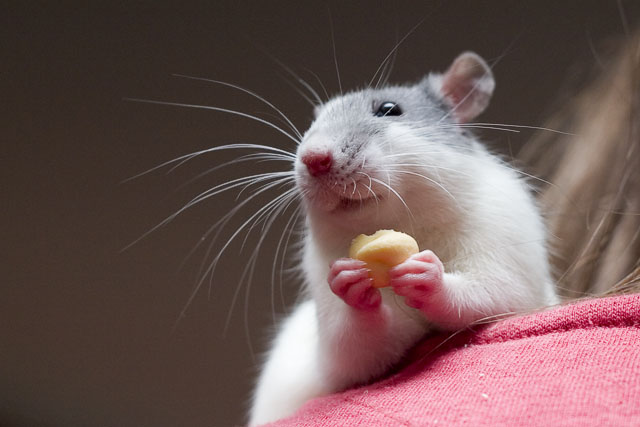 Les rats élevés en présence d'un grand nombre de femelles sont considérés par les rates comme moins attirants que les autres mâles. © Peter Boylan / Licence Creative Commons