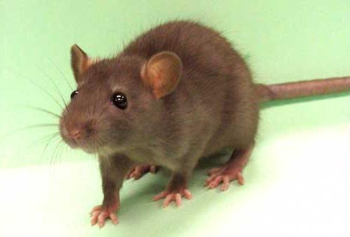 Une étude a permis de caractériser chez le rat un marqueur biologique fiable permettant de détecter la vulnérabilité à la dépression. © Komrod