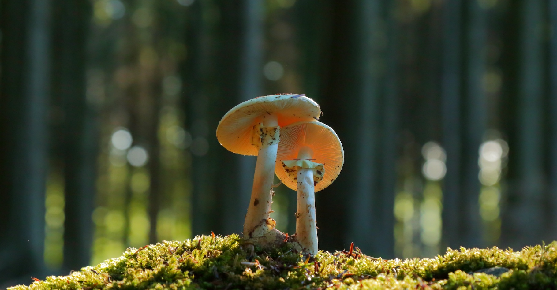Des chercheurs de la Society for the Protection of Underground Networks (SPUN) et de l’université du Michigan (États-Unis) ont étudié les effets du réchauffement climatique sur la relation de symbiose qui existe entre les arbres et les champignons. © Savo Ilic, Adobe Stock