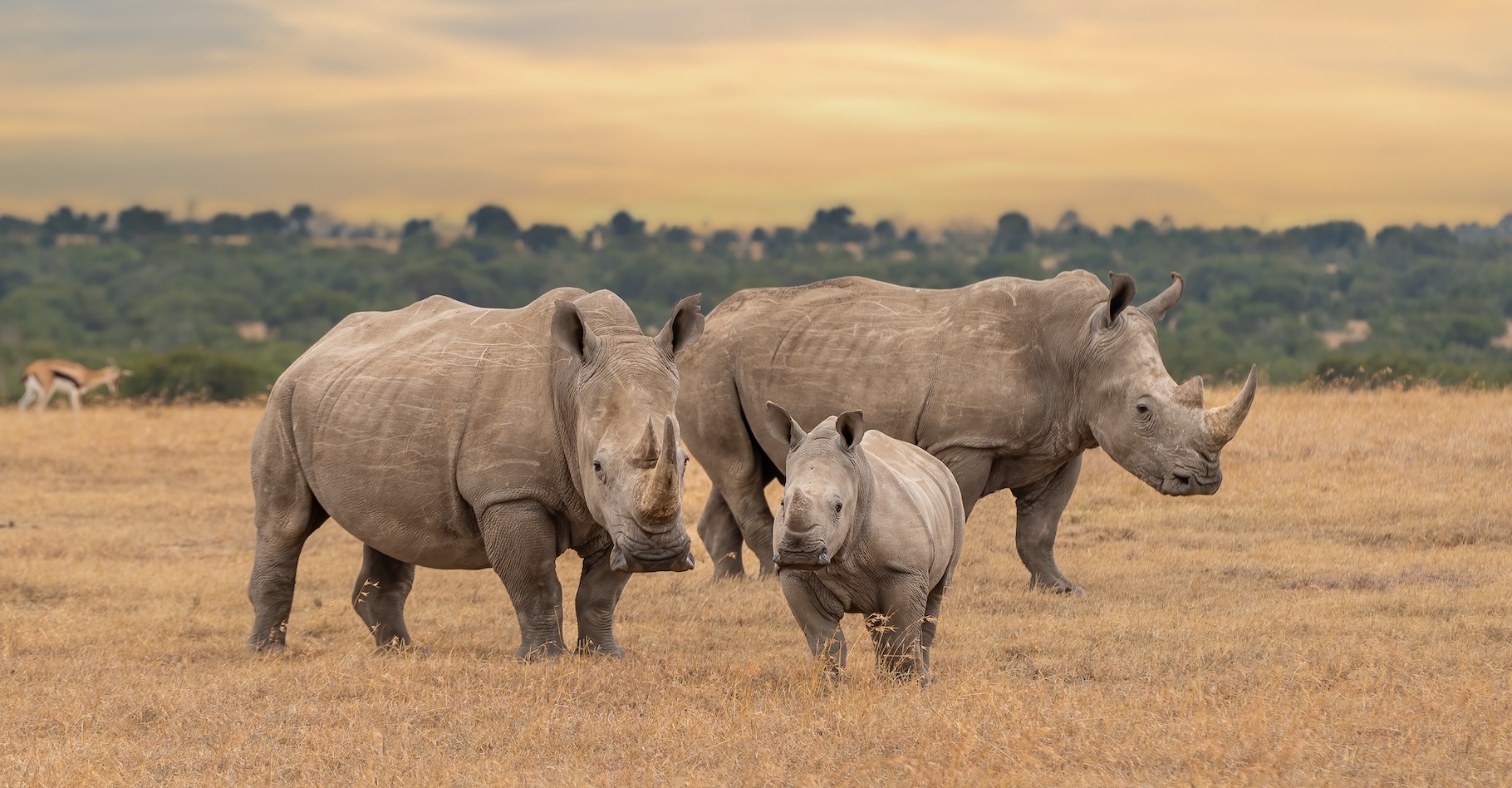 Le réchauffement climatique menace les rhinocéros d’Afrique. © Tom, Adobe Stock