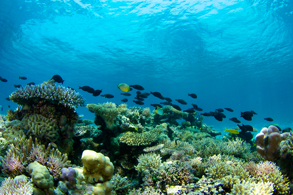 Le système récifal de Scott repose en bordure du plateau continental australien, sur un socle situé entre 400 m et 500 m de profondeur. Il se compose de trois récifs ressemblant à des atolls. © N. Thake