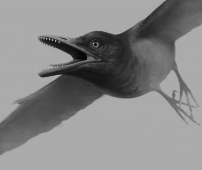 Stephanie Abramowicz a reconstitué l'apparence probable d'un&nbsp;Sulcavis geeorum en&nbsp;vol. Cet oiseau préhistorique appartient à la sous-classe des énantiornithines qui fut pour la première fois décrite en 1981.&nbsp;©&nbsp;Stephanie Abramowicz