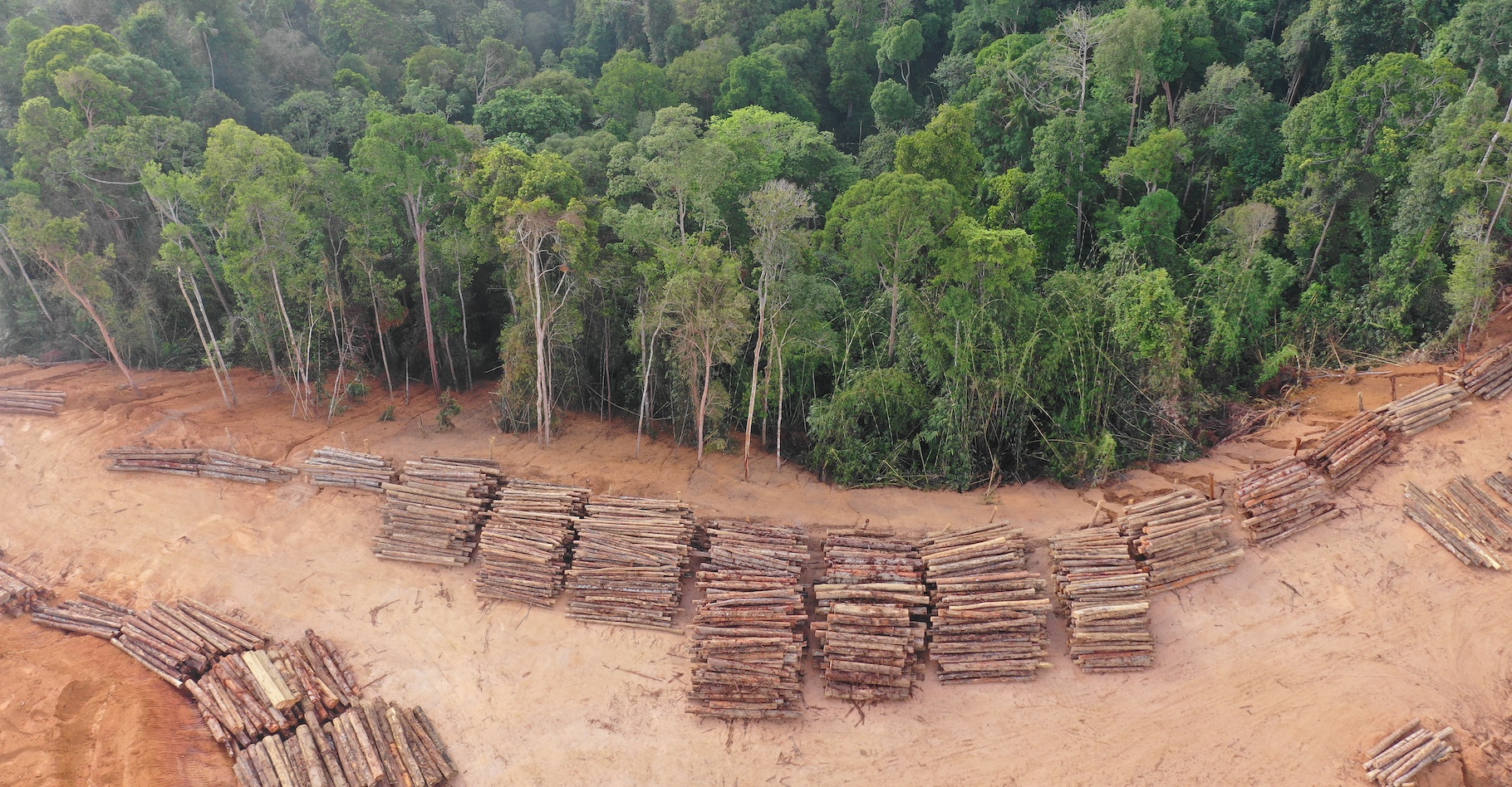 Les forêts vierges ont encore beaucoup reculé l’année dernière. En cause, la déforestation, mais aussi les incendies et d’autres évènements liés au changement climatique. © Richard Carey, Adobe Stock