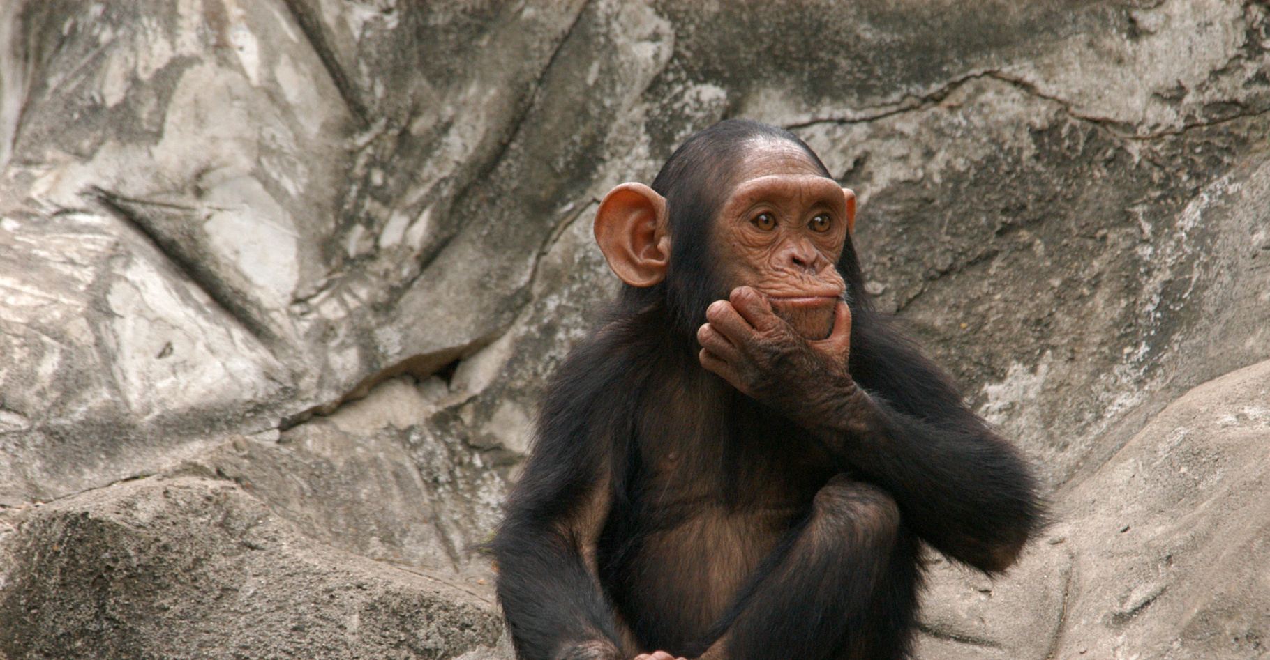 Les gestes sur lesquels s’appuie la communication entre chimpanzés sont peut-être plus proches de notre langage que ce que nous pensions. © Vladimir Wrangel, Fotolia