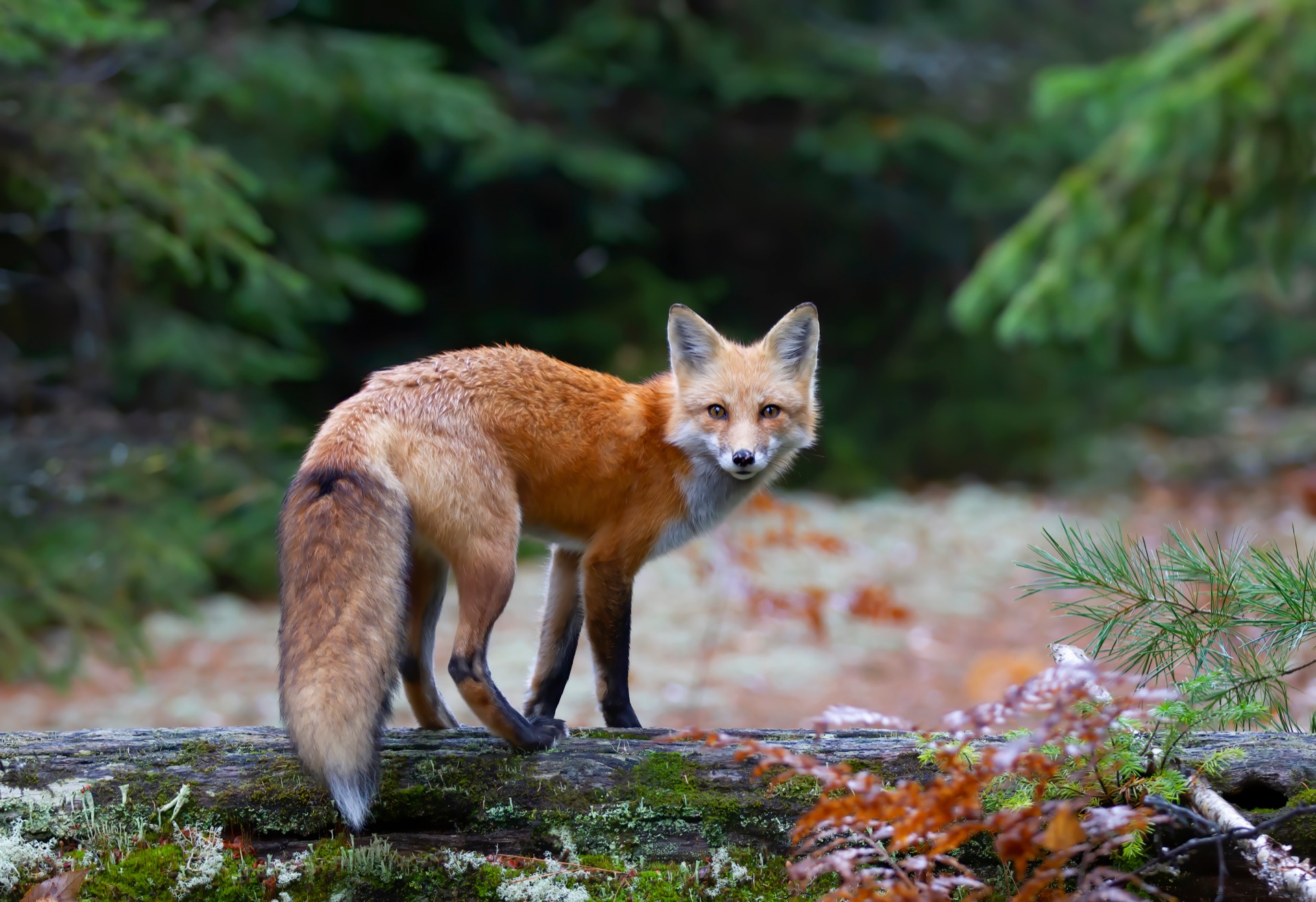 Une société savante milite pour que des animaux tels que renard roux, fouine, belette et martre des pins ne soient plus considérés comme considérées comme des nuisibles. © jimcumming88, Adobe Stock