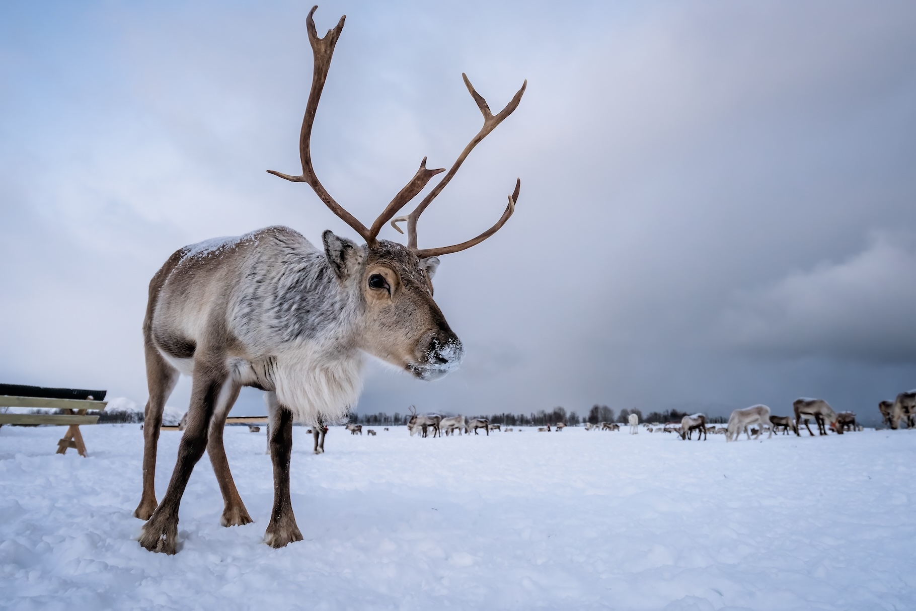 Les rennes apparaissent comme des animaux indispensables au maintien de l’écosystème arctique. © Pav-Pro Photography, Adobe Stock