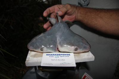 Les requins-bouledogues vivent dans les eaux tropicales. Ce fœtus a été retrouvé dans le ventre d’une femelle pêchée dans le golfe du Mexique. ©&nbsp;Patrick Rice,&nbsp;Shark Defense,&nbsp;Florida Keys Community College