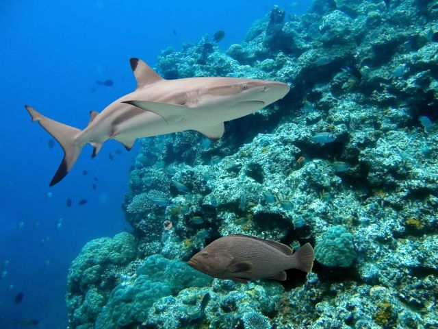 Les requins à pointes noires vivent&nbsp;à proximité des côtes. Ils ont la faculté de bronzer pour se protéger du soleil.&nbsp;© Ian Scott, shutterstock.com