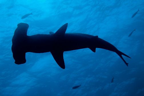 Le grand requin-marteau (Sphyrna mokarran) est l’une des 21 espèces de requins du Pacifique sud. Il peut atteindre 5,5 m de long et se distingue du requin-marteau par sa grande nageoire dorsale. © Sami Sarkis