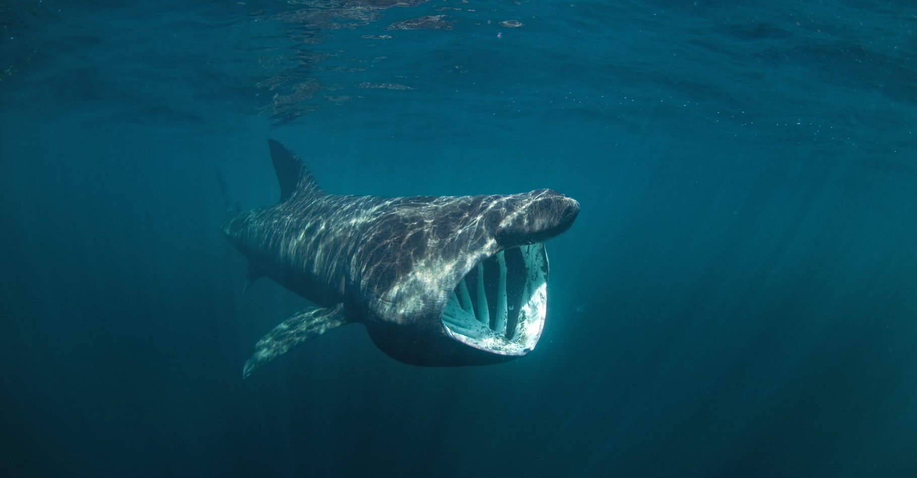 Le requin pèlerin comme celui-ci est l’une des espèces que des chercheurs de l’université de Wageningen (Pays-Bas) ont identifié autour et dans des parcs éoliens en mer. © prochym, Adobe Stock