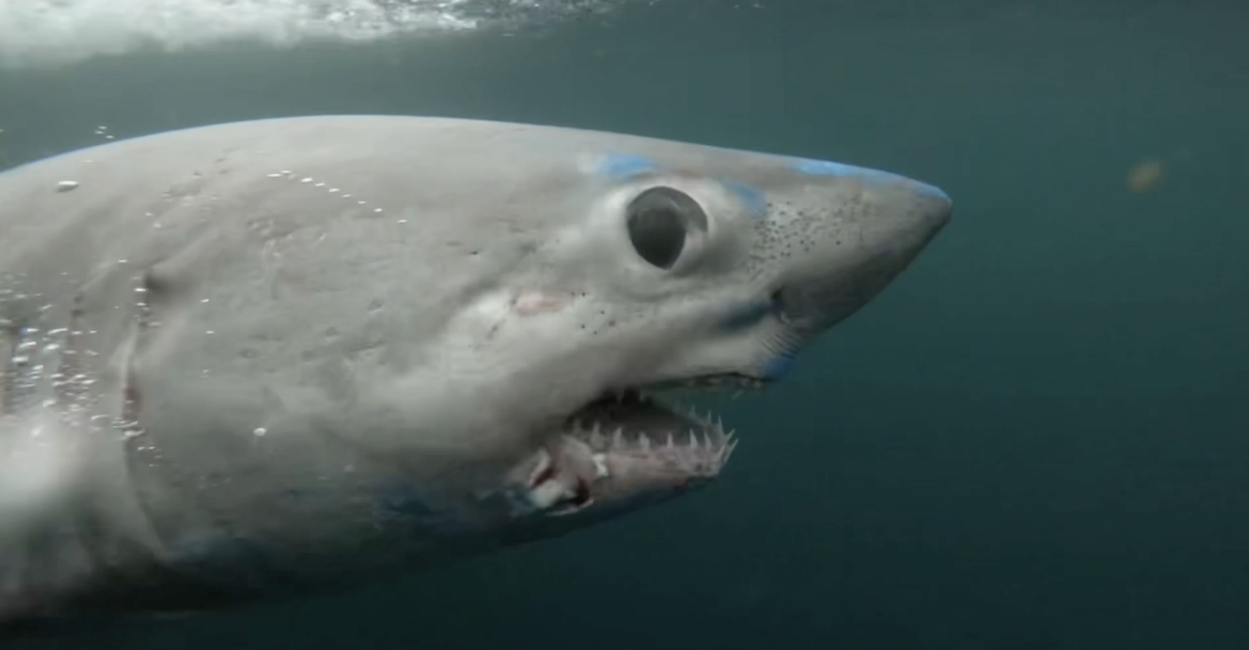 Pour la première fois, des chercheurs ont été les témoins de la prédation d’un grand requin pour plus gros que lui. © Jon Dodd, Arizona State University