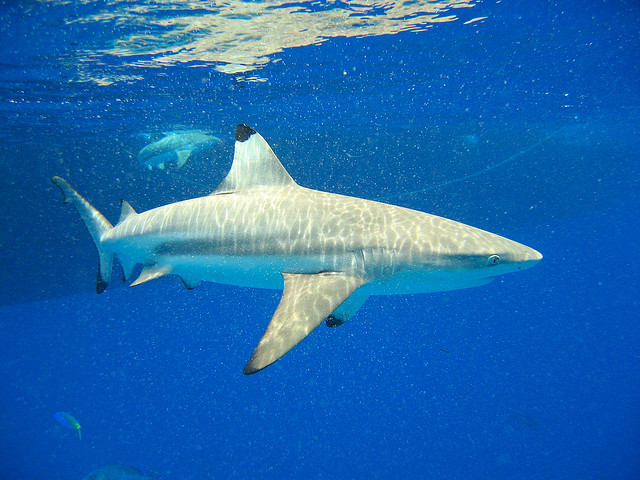 Le requin bordé est quasi menacé selon la classification de l'UICN. &copy; Olivier Roux, Flickr, cc by nc 2.0