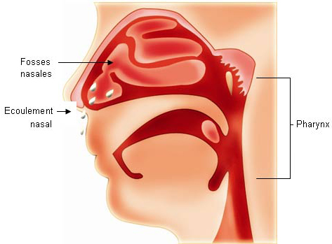 La rhinopharyngite est une atteinte inflammatoire du pharynx, associée à une atteinte des fosses nasales. Crédits GSK