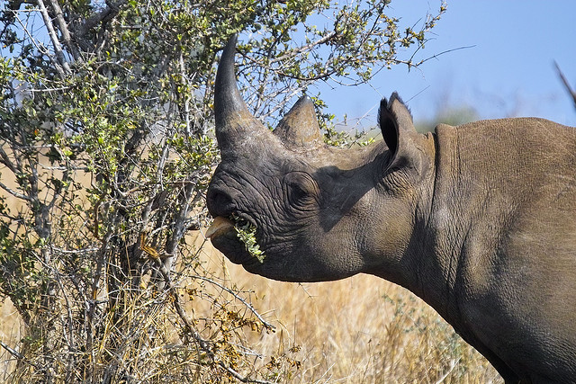 En Afrique de l'ouest, le rhinocéros noir a disparu. &copy; Arnaud & Louise Wildlife, Flickr, cc by nd 2.0