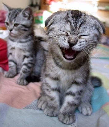 Le rire est un facteur antistress favorisant la grossesse. © DR 