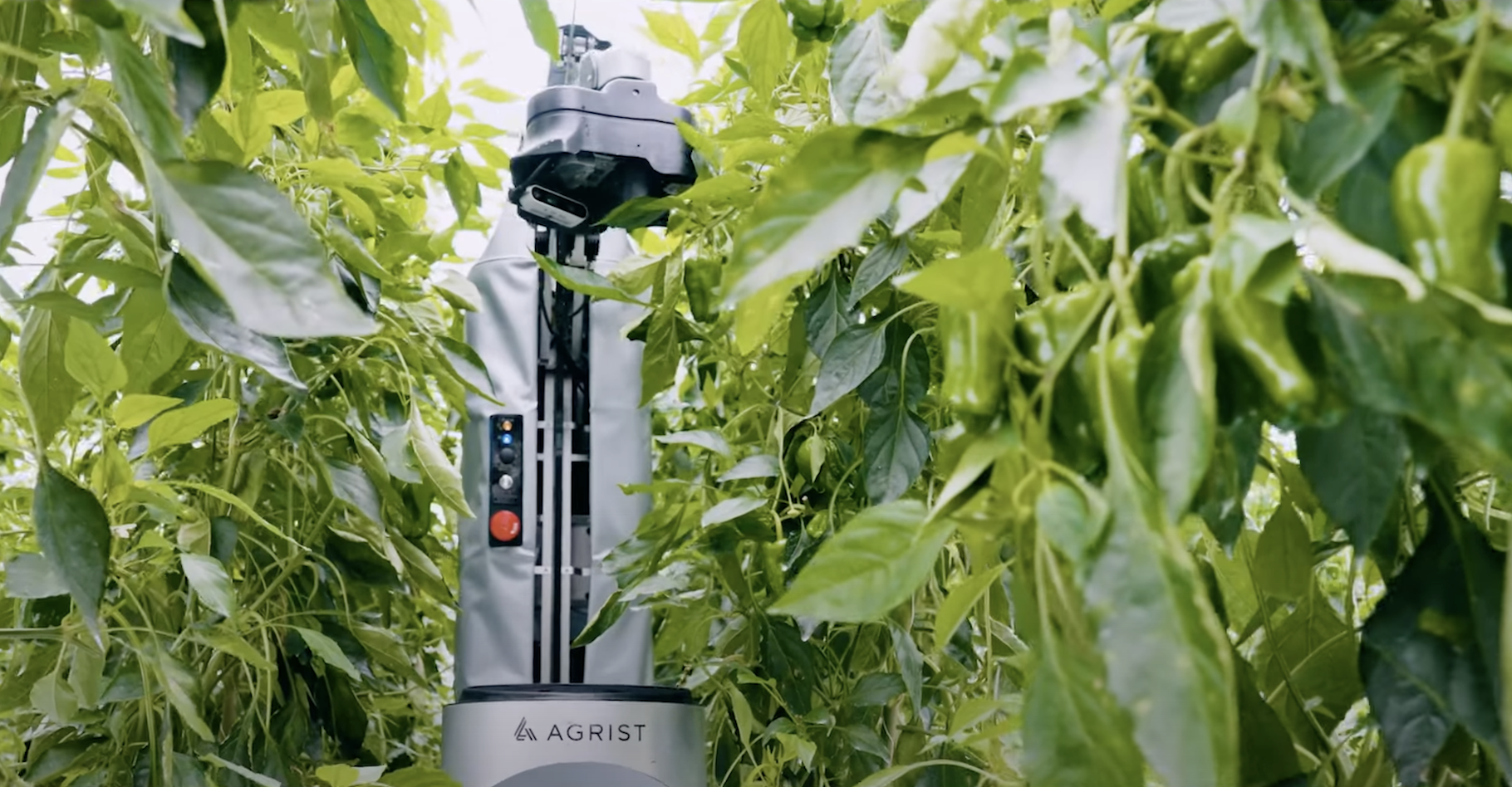 La société Agrist a développé un robot capable de cueillir les poivrons mûrs sous les serres. © Agrist