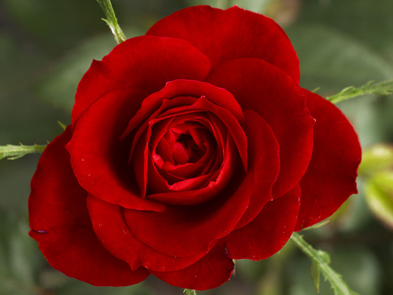 « Et rose, elle a vécu ce que vivent les roses, l’espace d’un matin », écrivait le linguiste normand François de Malherbe. Cette vidéo permet d’assister à la naissance de l’une d’elles. © Shyal Sundar Thukar Matura, Wikipédia, DP