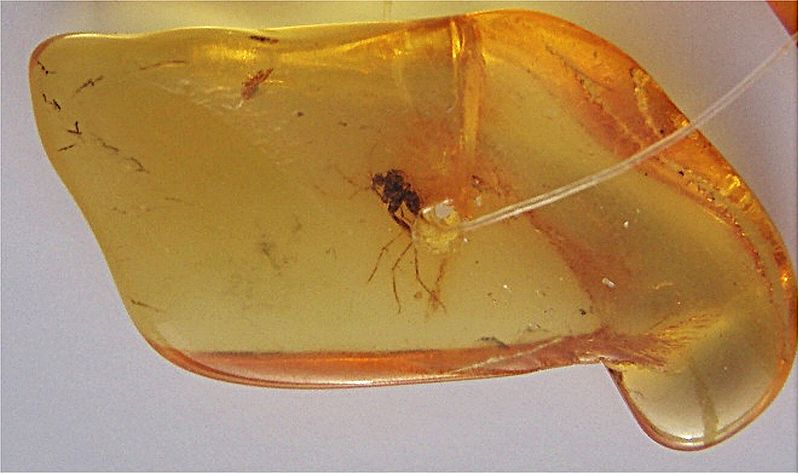 Des insectes peuvent être retrouvés pris au piège dans l'ambre jaune depuis des millions d'années. Si ce moustique a été emprisonné voici plus de 1,5 million d'années, et même en ayant été maintenu à -5 °C, l'ADN fossile qu'il peut éventuellement contenir est illisible. © Mila Zinkova, Wikimedia Commons, cc by sa 3.0