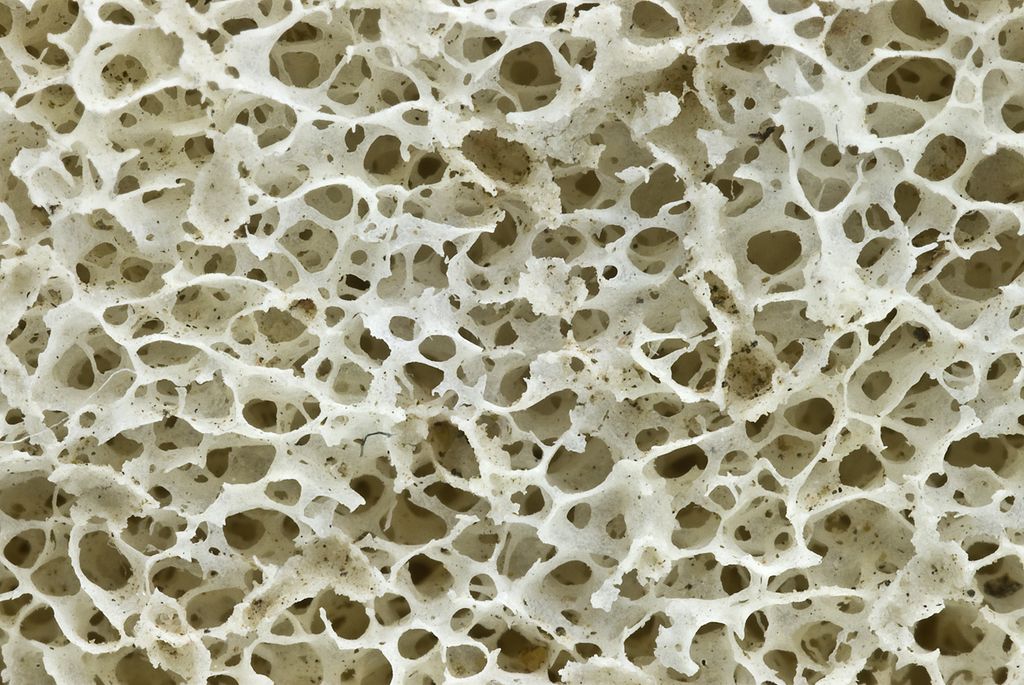 L'os est un tissu particulier des vertébrés, du fait de sa forte composante minérale, mais subit lui aussi une dynamique de dégradation et de synthèse. © Patrick Siemer, Wikipédia, cc by 2.0