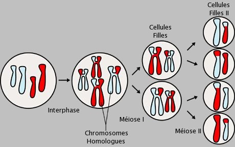 La méiose consiste en deux divisions successives sans duplication de l’ADN. Elle permet d’aboutir à quatre cellules sexuelles à partir d’une seule cellule mère. © NIH, Wikipédia, DP