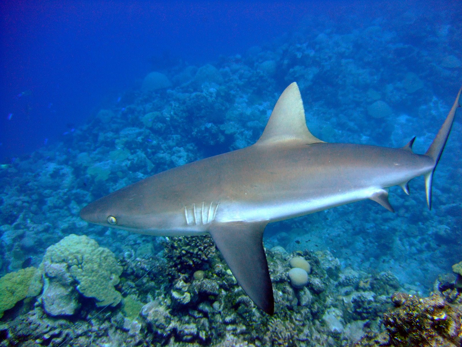 Dans certains récif coralliens, les requins sont si peu nombreux que leur population n'est plus à même d'assurer son rôle écologique dans les récifs coralliens. © NOAA