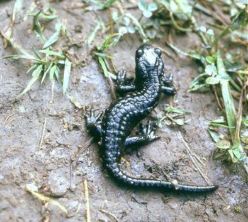 La salamandre sait régénérer tous ses organes ! © Pierre-Yves Vaucher, Licence Creative Commons
