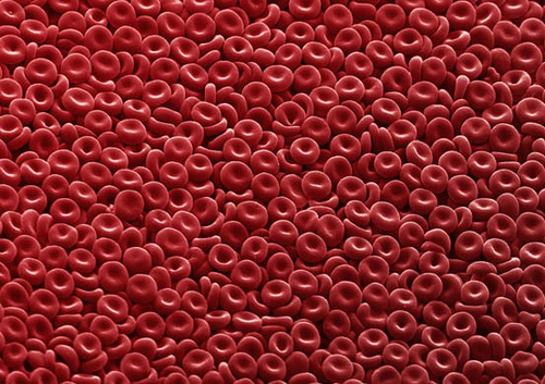 Des cellules du sang (ici des érythrocytes) peuvent être obtenues à partir de cellules de la peau. © Ethan Hein, Flickr, CC by-nc-sa 2.0