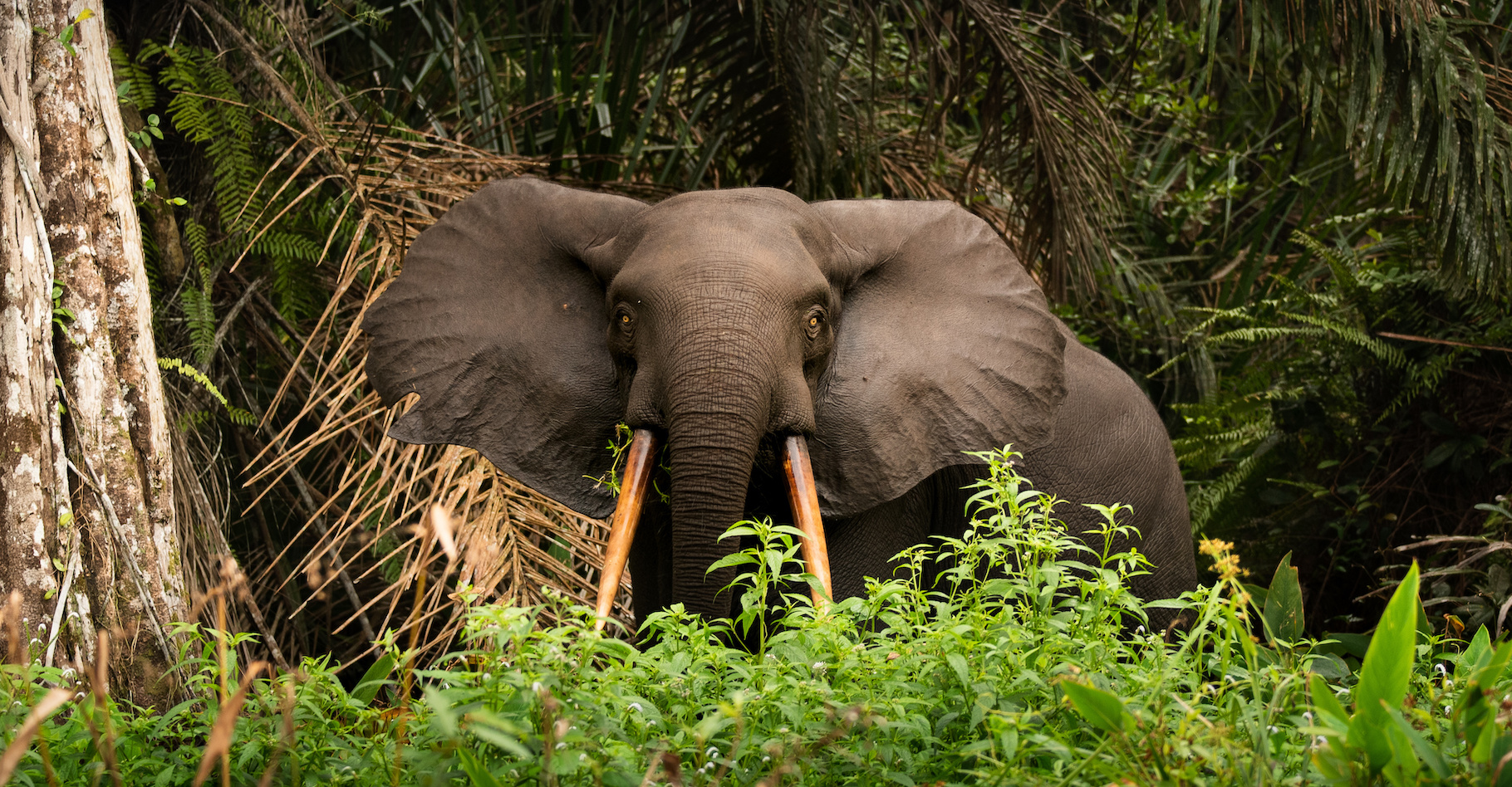 Des chercheurs montrent aujourd’hui comment l’éléphant d’Afrique prend soin de sa forêt, nous aidant ainsi à lutter contre le réchauffement climatique. © jwngshar narzary/EyeEm, Adobe Stock