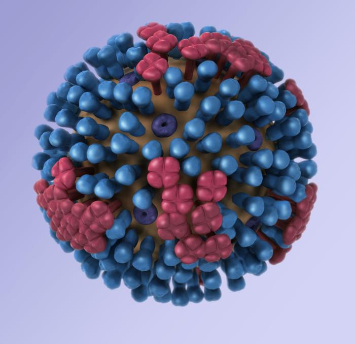 Cette image représente un virus typique de la grippe.&nbsp;Le virus H5N1, responsable de l'épidémie de grippe aviaire depuis 2003, a déjà causé la mort de 356 personnes sur les 603 cas avérés.&nbsp;© Douglas Jordan, CDC, DP
