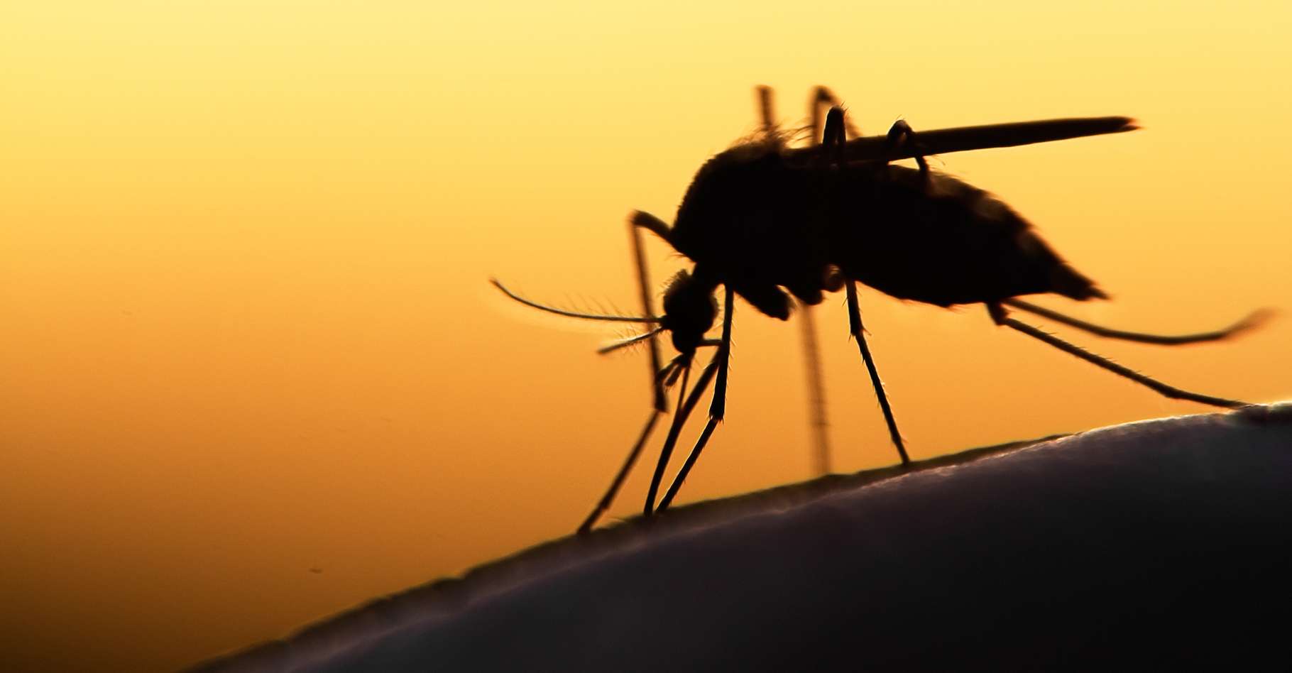Pour se protéger des moustiques, mieux vaut commencer par éliminer les sources d'eaux stagnantes. © mycteria, Shutterstock