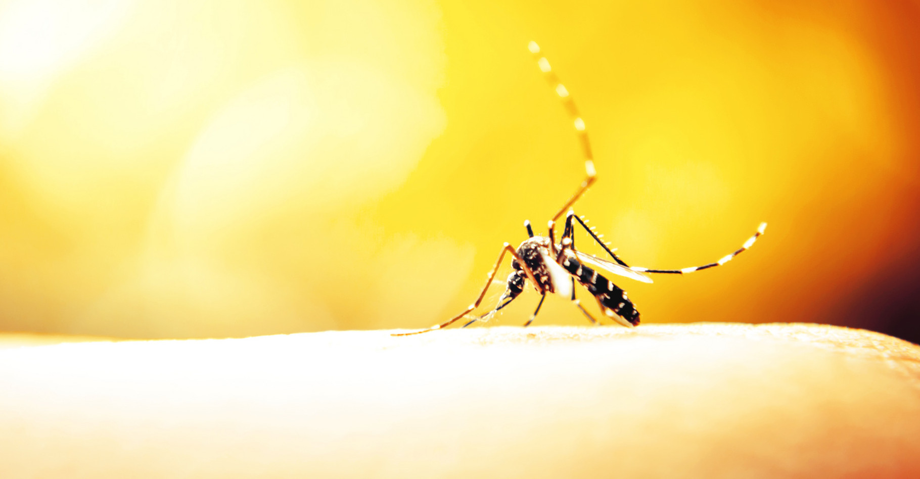 Selon certaines études, les moustiques préféreraient les peaux des femmes et celles plus sucrées. Toutefois, chacun réagit différemment aux piqûres. Cela peut donner l'impression que les moustiques piquent certaines personnes plus que d’autres sans que cela soit forcément le cas. © Apichart Meesri, Shutterstock