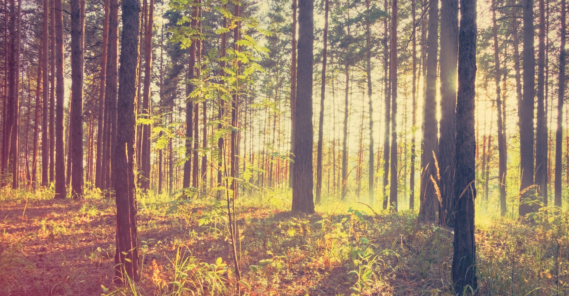 Quel est l'effet des arbres sur le réchauffement climatique ? © , Shutterstock