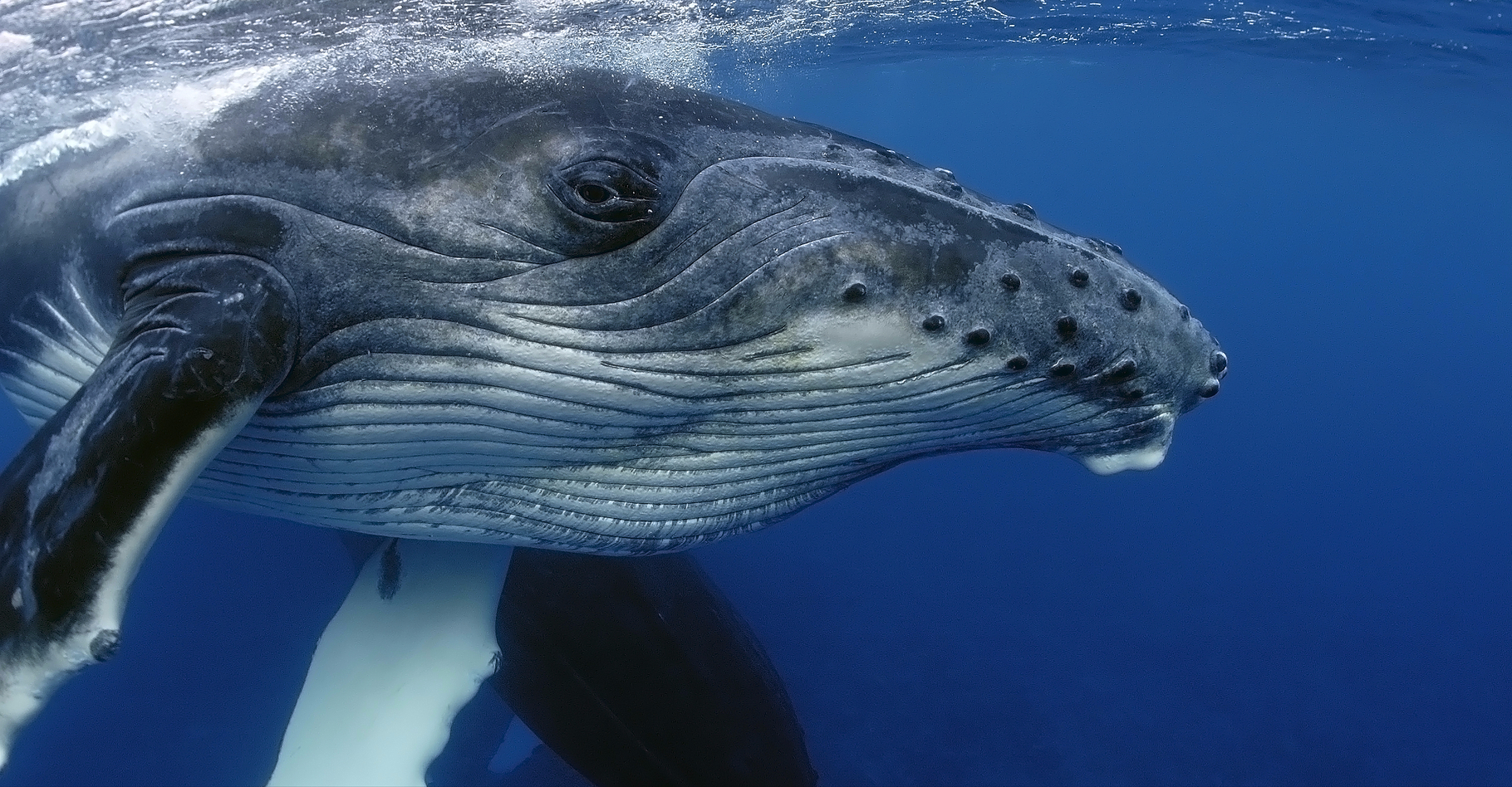 Les baleines à bosse ont un chant structuré, propre à chaque région du monde où elles se reproduisent. Par ailleurs, leur chant évolue à mesure que la baleine vieillit. © Yann hubert, Shutterstock