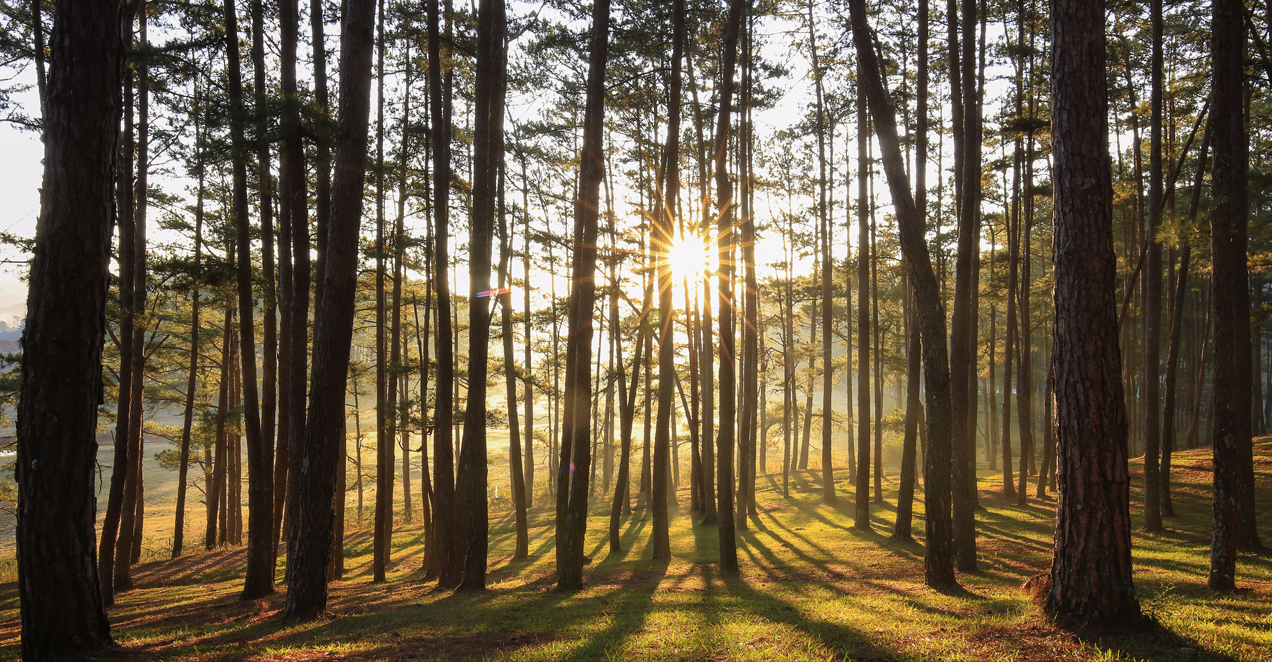 Les forêts ont un impact à la fois sur les microclimats et sur le climat global. © milestone, Shutterstock