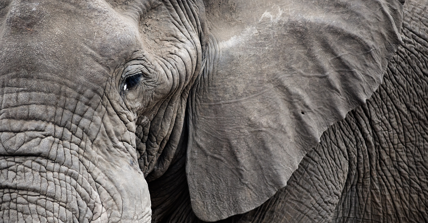 La perte de l’habitat naturel des éléphants représente une grande menace pour ces pachydermes. En ce qui concerne l'éléphant pygmée de Bornéo, il n'existerait plus que 1.500 individus (voir autre photo ci-dessous). © Daxiao Productions, Shutterstock