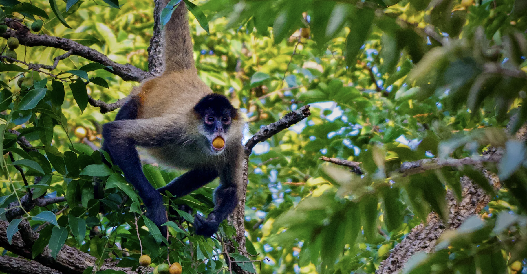 Les singes-araignées du Panama ont un faible pour le fruit jaune du mombin, chargé d’éthanol, dont la teneur en alcool se situe entre 1 et 2,5 %. Et ils ne sont pas les seuls animaux dans ce cas, notent des écologistes. © Nicholas Chapoy, Tulane University School of Liberal Arts