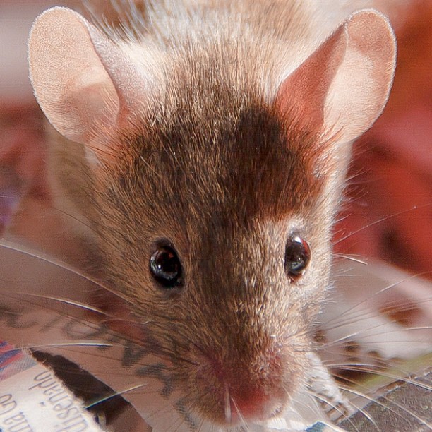 Les souris jeunes disposent d'une arme dans leurs larmes pour faire fuir les mâles qui s'intéresseraient de trop près à elles : la phéromone ESP22. © CdePaz, Flickr, cc by nc sa 2.0